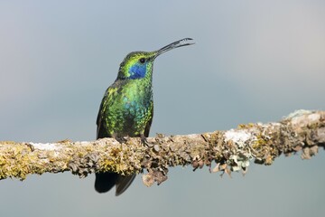 Green violetear (Colibri coruscans) sitting on branch, Los Quetzales National Park, Costa Rica,...