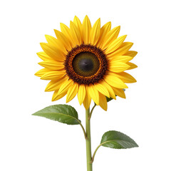 Fototapeta premium Sunflower Blooming with Bright Yellow Petals on Stem