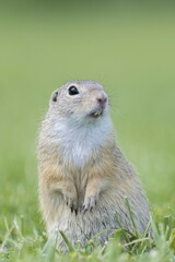 European ground squirrel (Spermophilus citellus) in a meadow, Lower Austria, Austria, Europe
