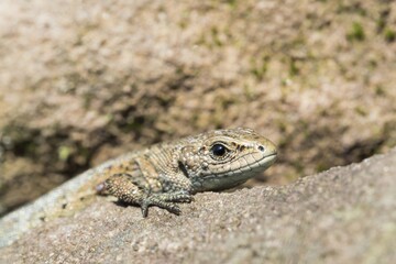 Viviparous lizard (Lacerta vivipara) on stone, portrait, Hesse, Germany, Europe