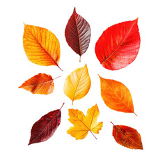Fototapeta premium Vibrant autumn leaves arranged in a circular pattern