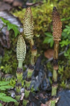 Fertil sterm of field horsetail (Equisetum arvense), Upper Bavaria, Germany, Europe