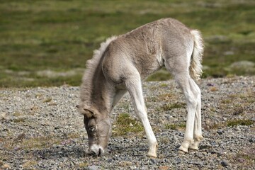 Icelandic horse (Equus islandicus), colt foal, on a paddock, Iceland, Europe