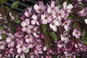 Flowering Crabapple (Malus sp.), Mecklenburg-Western Pomerania, Germany, Europe