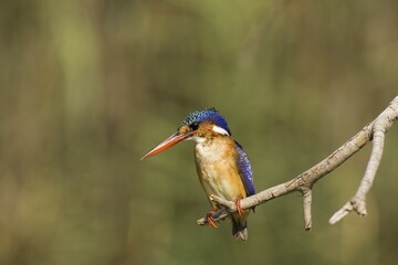 Malachite Kingfisher (Alcedo cristata), perching at the bank of the Lufupa River, Kafue National...