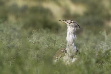 Kori Bustard (Ardeotis kori), Kalahari Desert, Kgalagadi Transfrontier Park, South Africa, Africa