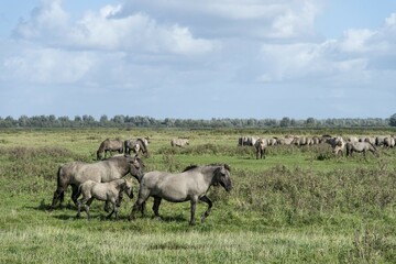 Konik horses, Lauwersmeer National Park, Friesland, Netherlands, Europe