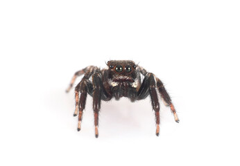 Carrhotus xanthogramma in studio