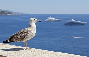 Seagull on the Cote d'Azur, Monaco, Europe