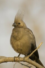 Grey Go-Away-Bird (Corythaixoides concolor) on twig, Chobe National Park, Botswana, Africa