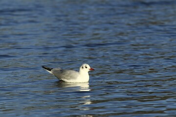 Black-headed gull (Chroicocephalus ridibundus) in water, Lake Kemnade, Witten, North Rhine-Westphalia, Germany, Europe