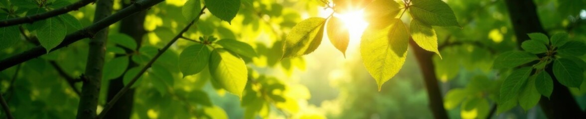 Sunlight streams through the gaps of leafy canopy, sunlight, dappled