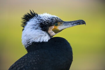 Great cormorant (Phalacrocorax carbo) in winter dress, animal portrait, Baden-Württemberg, Germany, Europe