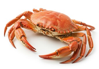 A cooked red crab with large claws and a glossy shell isolated on a white background