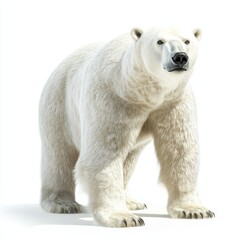 Realistic Polar Bear Standing on Snowy Ground, White Background