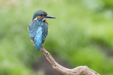 Fototapeta premium Common kingfisher (Alcedo atthis), male, on hide, Hesse, Germany, Europe