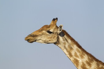 South African giraffe (Giraffa camelopardalis giraffa) female, Etosha National Park, Namibia, Africa