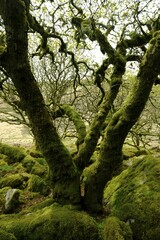 Fototapeta premium Wistman's Wood, Dartmoor National Park, Old Oaks, Devon, United Kingdom, Europe
