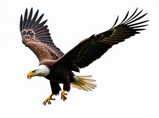 Bald Eagle Soaring Descent - Powerful Flight