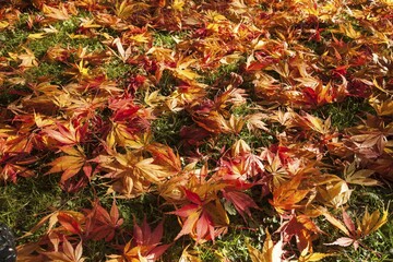 Obraz premium Brightly colored maple leaves lying in the grass, Japanese Maple (Acer japonicum), Romberg Park, Dortmund, North Rhine-Westphalia, Germany, Europe