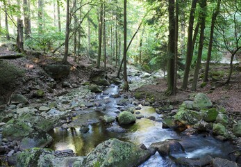 Near-natural forest, Ilsetal, Harz nature park Park, Saxony-Anhalt, Germany, Europe