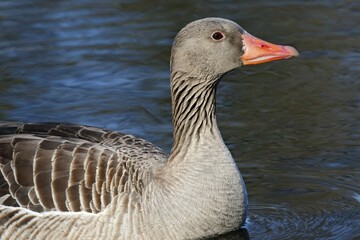 Fototapeta premium Greylag Goose (Anser anser), Switzerland, Europe