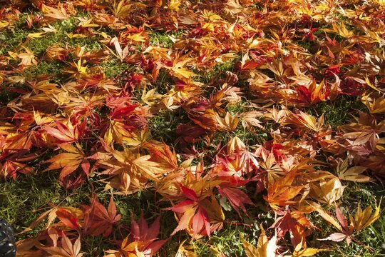 Brightly colored maple leaves lying in the grass, Japanese Maple (Acer japonicum), Romberg Park, Dortmund, North Rhine-Westphalia, Germany, Europe