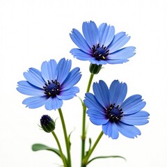 Blue Cornflowers on White Banner