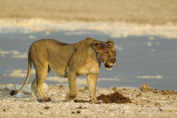 Lion (Panthera leo), older female walking beside waterhole, evening light, Etosha National Park, Namibia, Africa