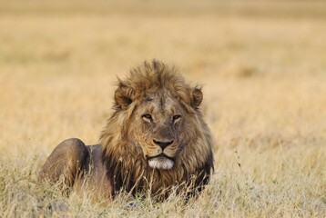 Lion (Panthera leo), resting male at dawn, Savuti, Chobe National Park, Botswana, Africa