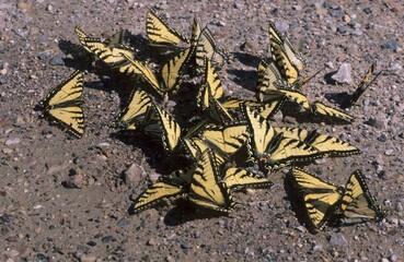 Old World Swallowtail (Papilio machaon) licking minerals from the earth, Northwest Territory, Canada, North America