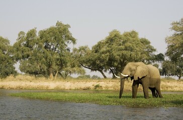 African Elephant (Loxodonta africana), bull grazing on a little island in the Zambezi River, Lower...