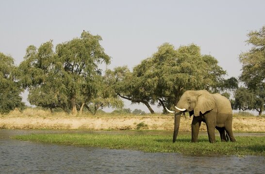 รูปภาพPachyderms – เลือกดูภาพถ่ายสต็อก เวกเตอร์ และวิดีโอ152,055 ...