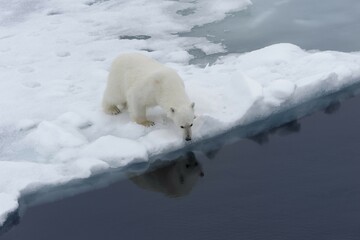 Polar bear (Ursus maritimus), female at the edge of pack ice, Svalbard Archipelago, Barents Sea, Arctic, Norway, Europe © G&M Therin-Weise/imageBROKER