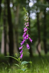 Red Foxglove (Digitalis purpurea), Arnsberg Forest, Sauerland, North Rhine-Westphalia, Germany, Europe