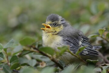 Blue Tit (Parus caeruleus), nestling fallen from the nest, North Rhine-Westphalia, Germany, Europe