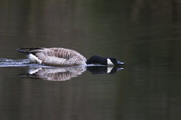 Canada Goose (Branta canadensis) displaying threatening behavior, Naturpark Arnsberger Wald, Sauerland, North Rhine-Westphalia, Germany, Europe