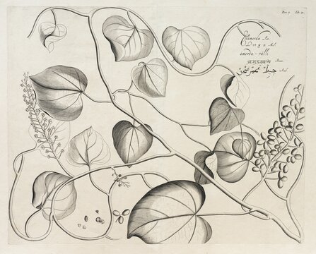 Citamerdu, copperplate engraving by Hendrik Adriaan van Rheede tot Draakenstein, from the botanical work Hortus Malabaricus, 1678