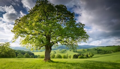 Obraz premium Majestic old linden tree standing alone in a vibrant meadow under a dramatic sky with rolling hills and lush greenery in the background land
