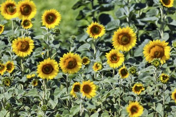 Field of sunflowers (Helianthus annuus), stylised oil painting, background picture, Gotland Island, Sweden, Europe