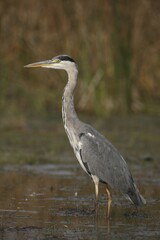 Grey Heron (Ardea cinerea) foraging in shallow water, Hungary, Europe