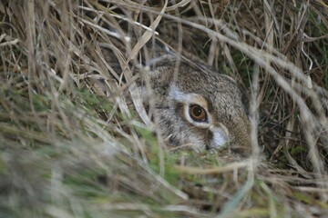 European hare or brown hare (Lepus europaeus) hiding in grass, Lower Austria, Austria, Europe