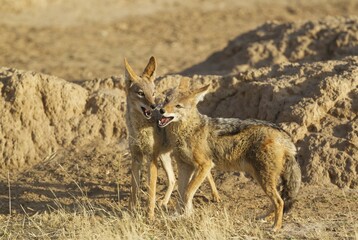 Black-backed Jackals (Canis mesomelas), playful, Kalahari Desert, Kgalagadi Transfrontier Park, South Africa, Africa