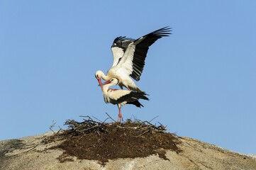White storks (Ciconia ciconia), couple, copula in mating season, natural monument Los Barruecos,...