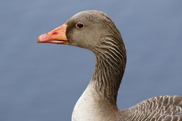 Greylag Goose (Anser anser), Portrait, Schleswig-Holstein, Germany, Europe