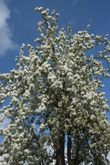 Flowering Pear Tree (Pyrus), Bavaria, Germany, Europe