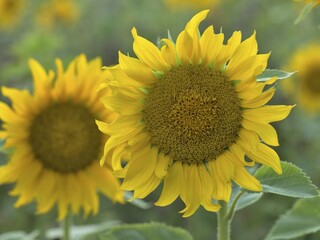 Sunflower (Helianthus), sunflower field, North Rhine-Westphalia, Germany, Europe