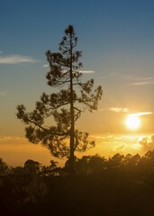 Fototapeta premium Canary Island pine (Pinus canariensis) at sunset, Teide National Park, Canary Islands, Tenerife, Spain, Europe