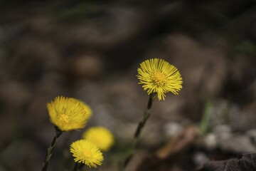 Yellow flowers are in focus against a blurred natural background Coltsfoot Tussilago farfara