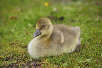 Greylag goose (Anser anser), chick sitting in meadow, Schleswig-Holstein, Germany, Europe